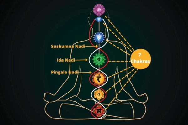 chakras and nadis explained by shwwt yoga classes in thane west